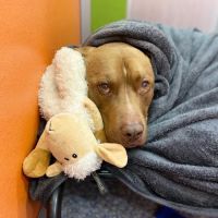 Marketside Animal Hospital at Verrado ico