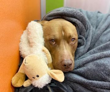 Marketside Animal Hospital at Verrado