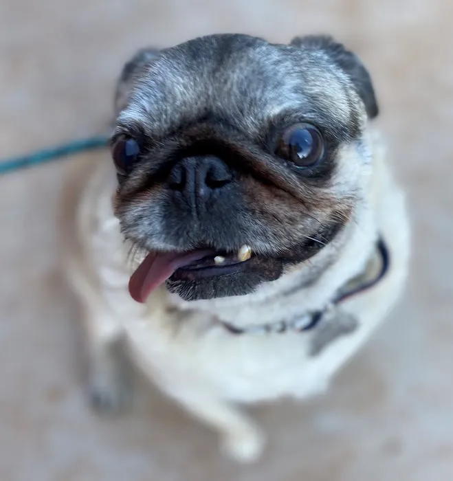 Marketside Animal Hospital at Verrado 6