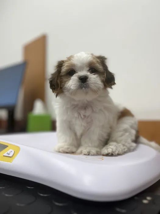 PetSmart Veterinary Services - Buckeye (Sundance) 3