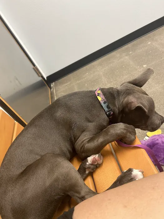 PetSmart Veterinary Services - Buckeye (Sundance) 9