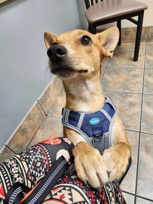 Lovet Pet Health Care - North Buckeye 1
