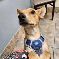 Lovet Pet Health Care - North Buckeye ico