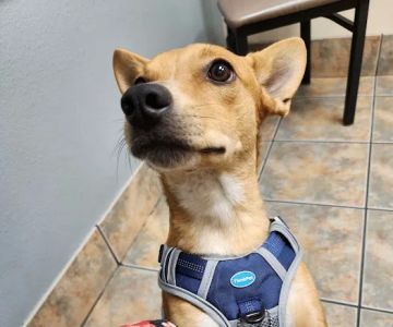 Lovet Pet Health Care - North Buckeye
