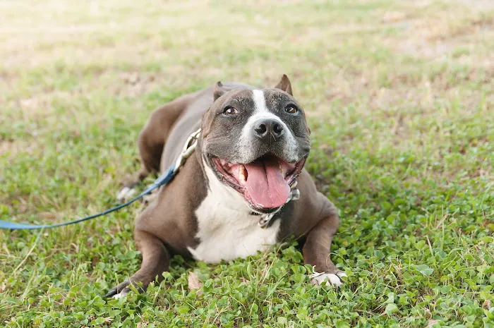 Lovet Pet Health Care - North Buckeye 9