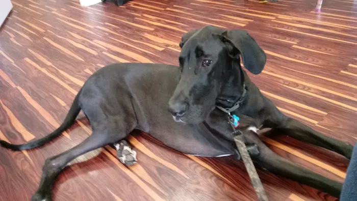 Freiberg's Healing Paws Veterinary Clinic 1