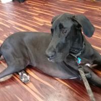 Freiberg's Healing Paws Veterinary Clinic ico