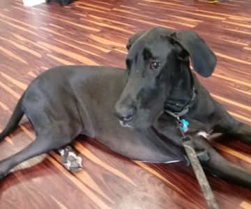 Freiberg's Healing Paws Veterinary Clinic