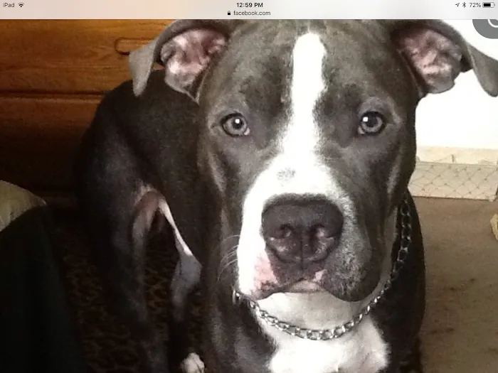 Freiberg's Healing Paws Veterinary Clinic 6