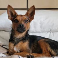 Fur-Ever Friends Animal Hospital / Canine Castaways ico