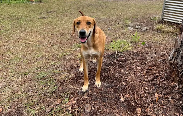 Fur-Ever Friends Animal Hospital / Canine Castaways 12