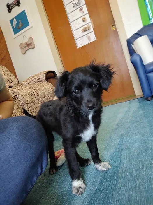 Fur-Ever Friends Animal Hospital / Canine Castaways 12