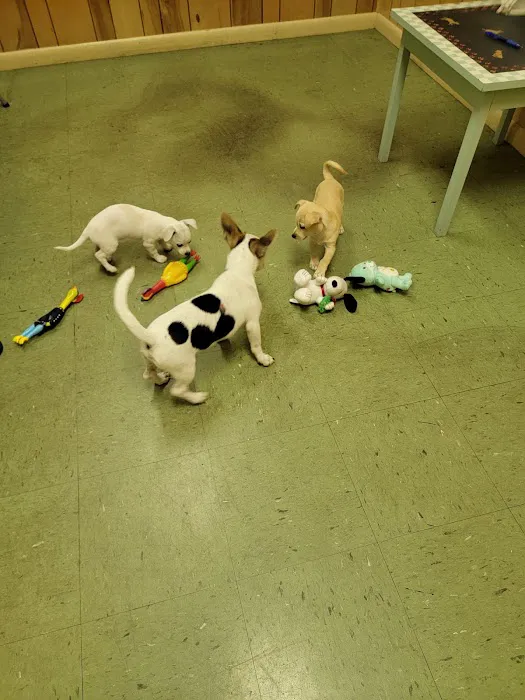 Fur-Ever Friends Animal Hospital / Canine Castaways 12