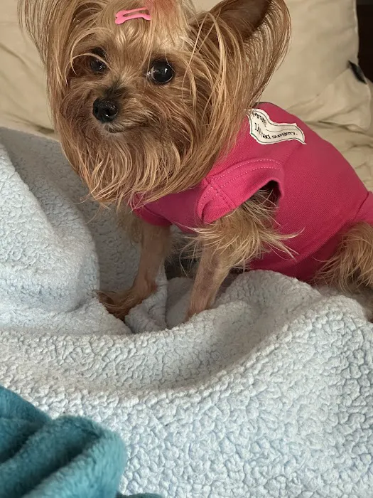 Fur-Ever Friends Animal Hospital / Canine Castaways 12