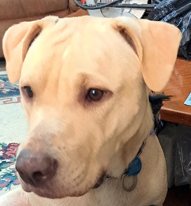 Oak Hammock Animal Hospital 12