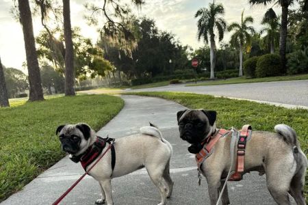 Island Animal Hospital of Venice