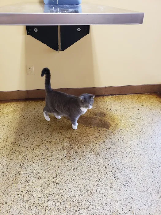 Island Animal Hospital of Venice 12