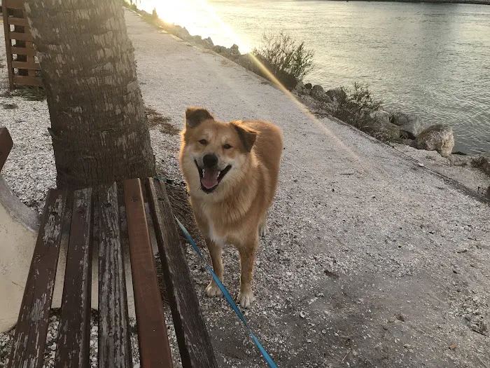 Island Animal Hospital of Venice 12