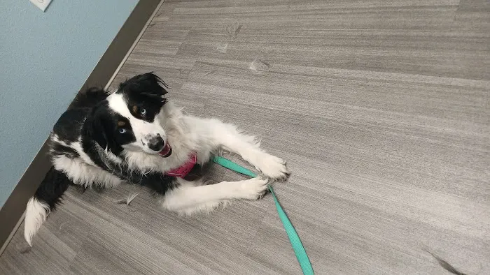Laurel Road Veterinary Clinic 6