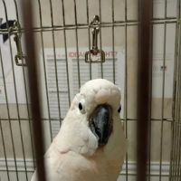 Venice Animal Clinic ico