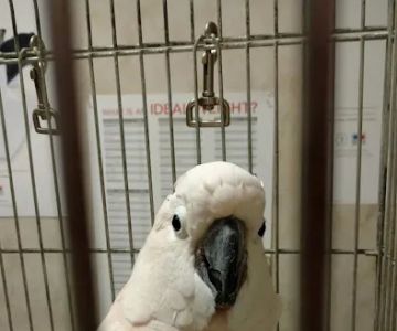 Venice Animal Clinic