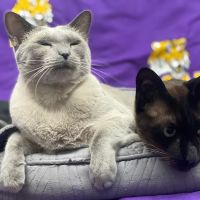 A Pet's Friend Animal Hospital ico