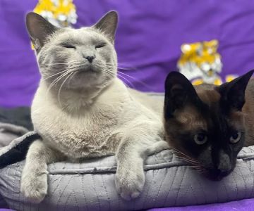 A Pet's Friend Animal Hospital