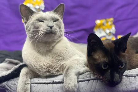 A Pet's Friend Animal Hospital