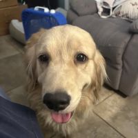 South Trail Animal Hospital ico