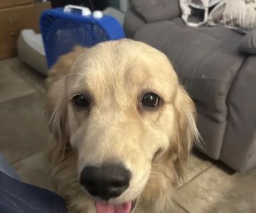 South Trail Animal Hospital