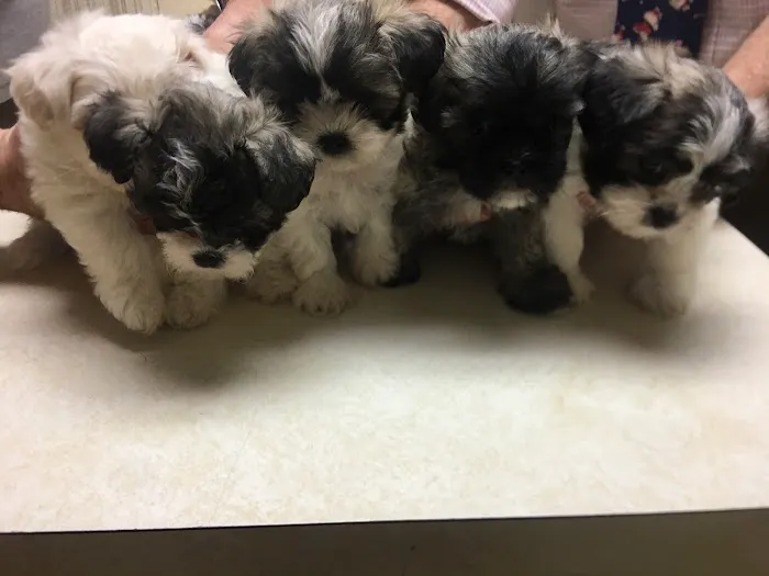 South Trail Animal Hospital 5