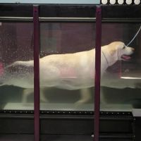 Tampa Bay K-9 Rehab Center ico