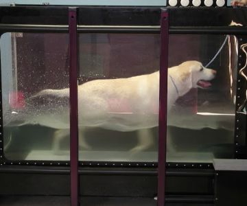 Tampa Bay K-9 Rehab Center