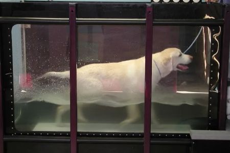 Tampa Bay K-9 Rehab Center