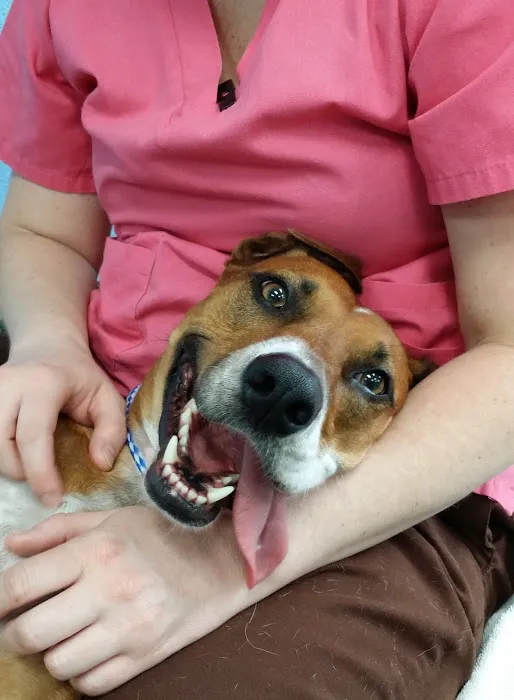Tampa Bay K-9 Rehab Center 3