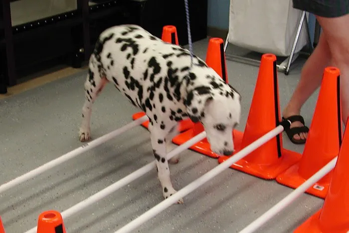 Tampa Bay K-9 Rehab Center 7