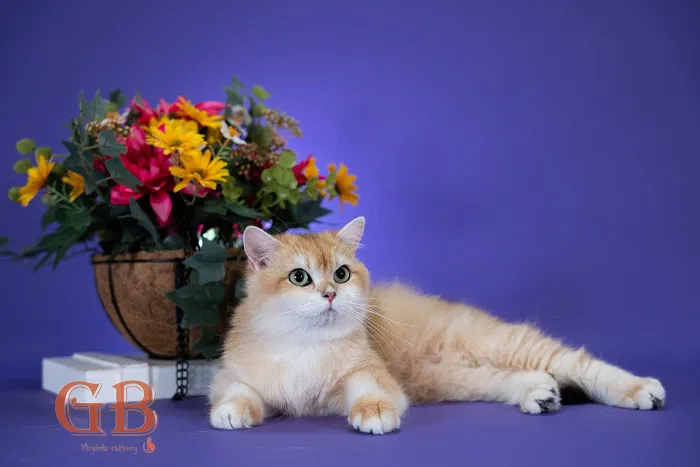 GB cattery 12