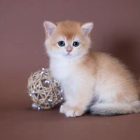 GB cattery ico