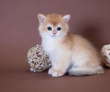 GB cattery