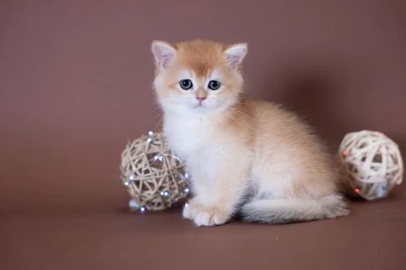 GB cattery