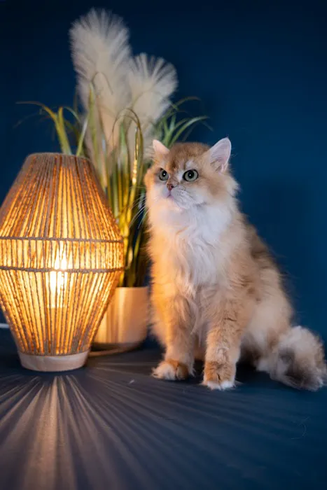 GB cattery 12