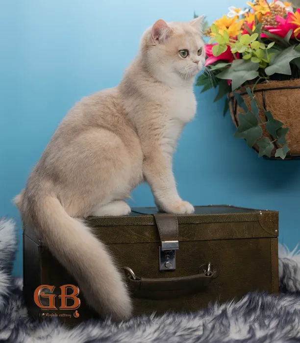 GB cattery 12