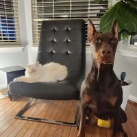 Goose Creek Veterinary Hospital ico