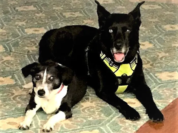 Goose Creek Veterinary Hospital 5