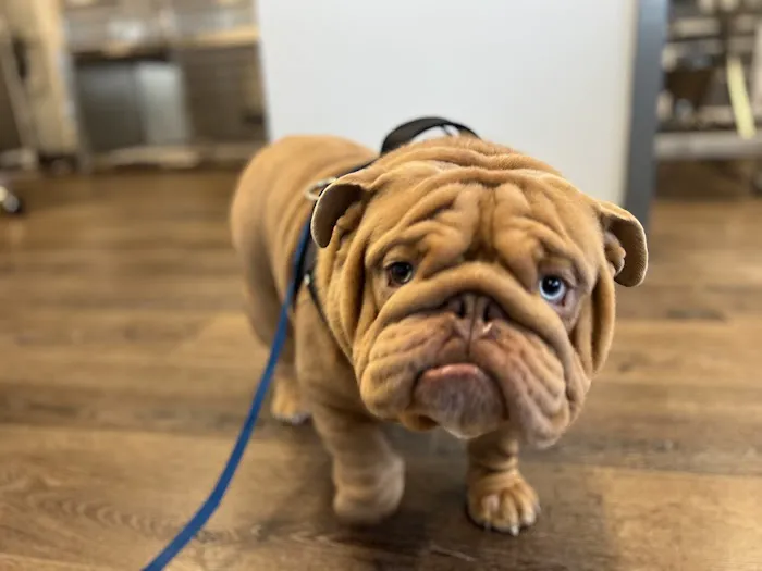 Mid-Atlantic Veterinary Dermatology 2