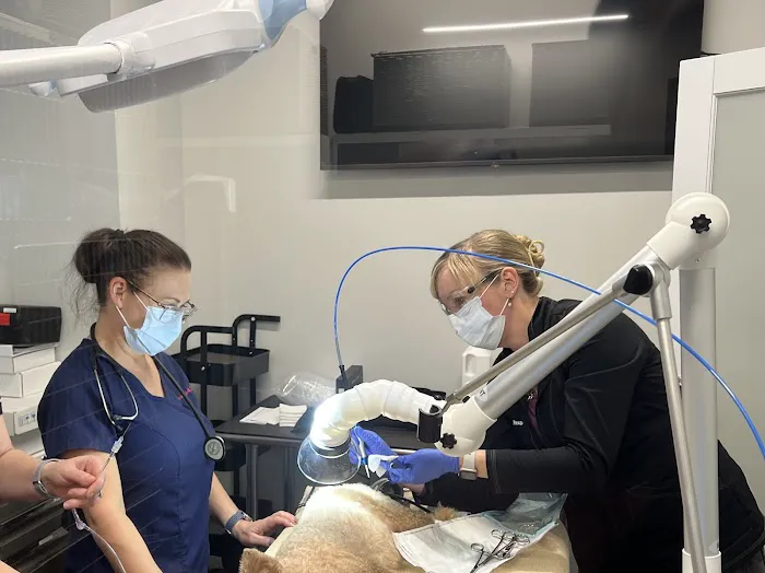 Mid-Atlantic Veterinary Dermatology 4