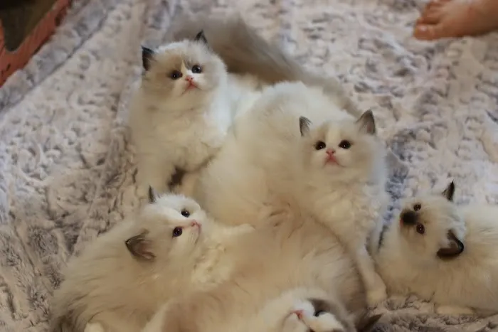 Ragdoll Cattery 1