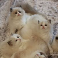 Ragdoll Cattery ico