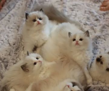 Ragdoll Cattery