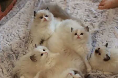 Ragdoll Cattery